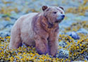 Ursus arctos